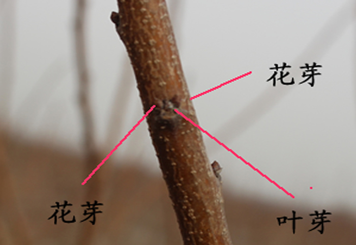 桃树花芽和叶芽的识别    桃树是复芽结构,通常在叶腋内着生三个芽